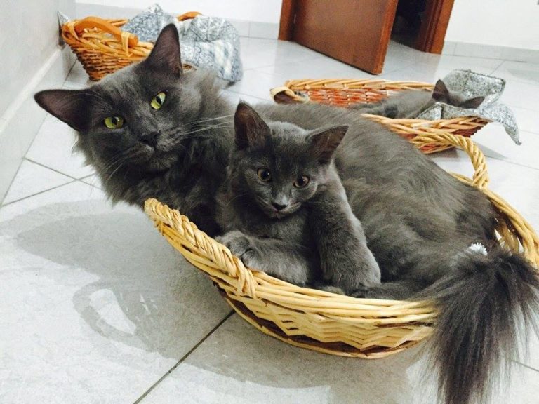 La famiglia miciosa di Elena