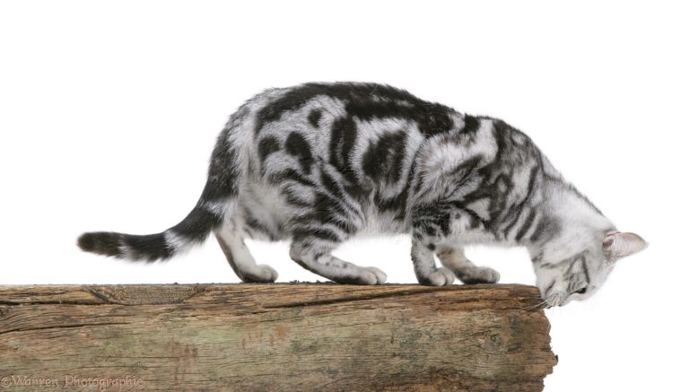 Perchè i gatti segnano il territorio?