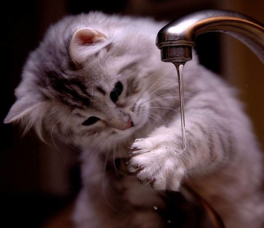 10+ Gatti che bevono dal rubinetto