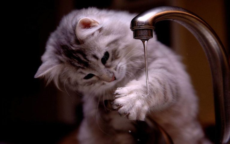 10+ Gatti che bevono dal rubinetto
