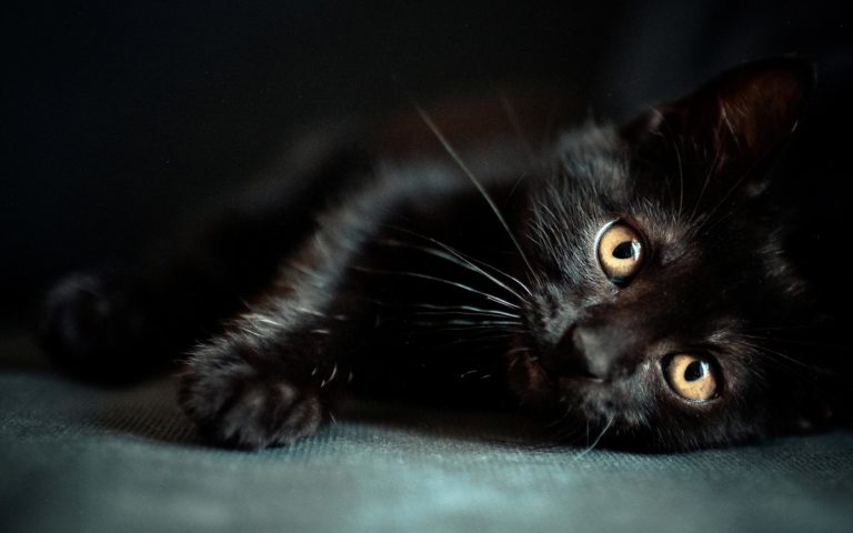 gatto nero