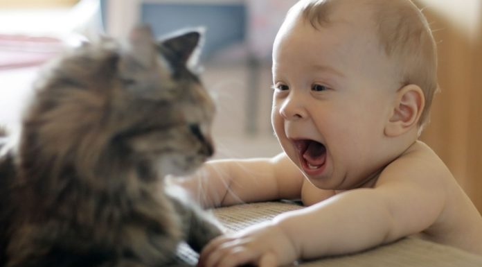10 cose che non sapevate sui gatti