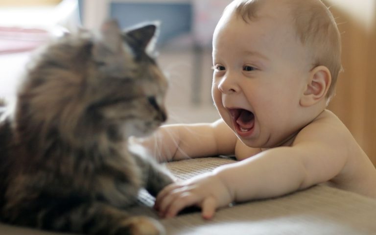 10 cose che non sapevate sui gatti