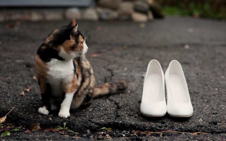 Gatti nelle scarpe: le più belle immagini