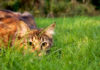 Da gatti domestici a spietati killer