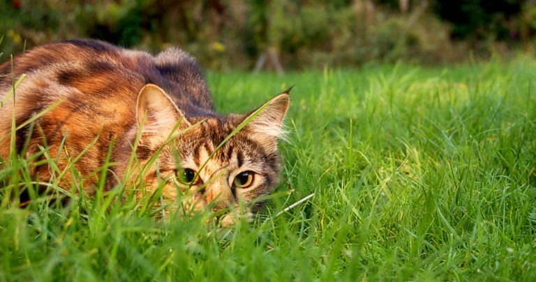 Da gatti domestici a spietati killer
