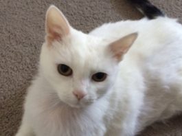 Una coppia spende 30mila dollari per salvare la vita al loro gatto