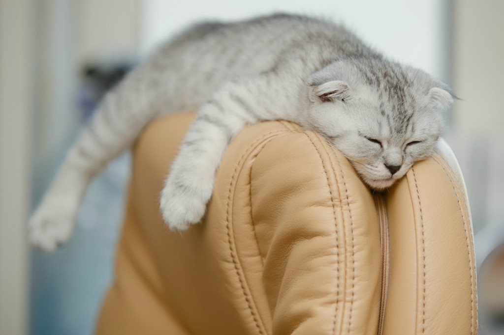 cat-asleep-on-back-chair