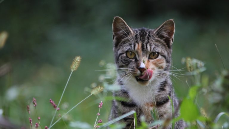 I gatti non nascono con l’istinto della caccia