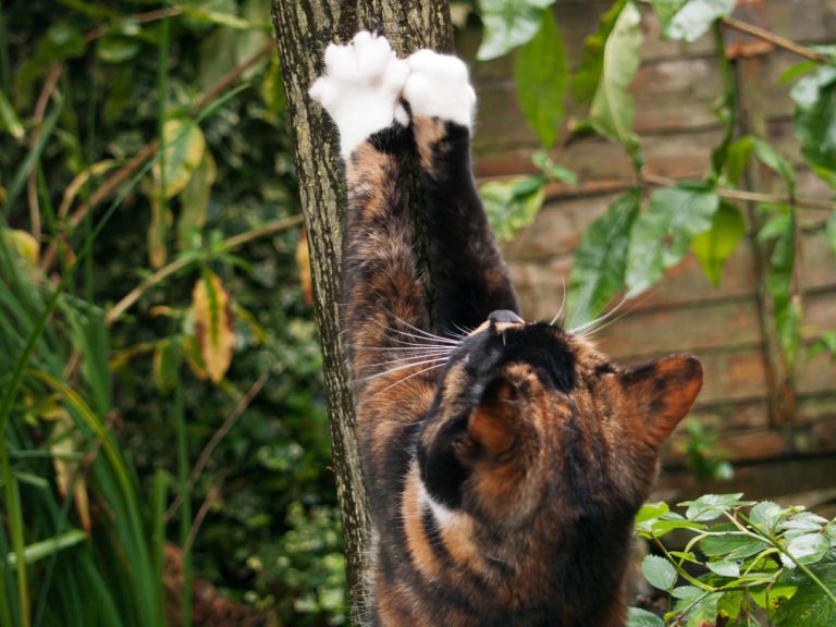 Perchè i gatti si fanno le unghie sugli alberi?