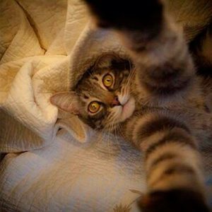 cat-selfie-7