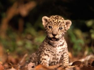 cucciolo-giaguaro-brasile