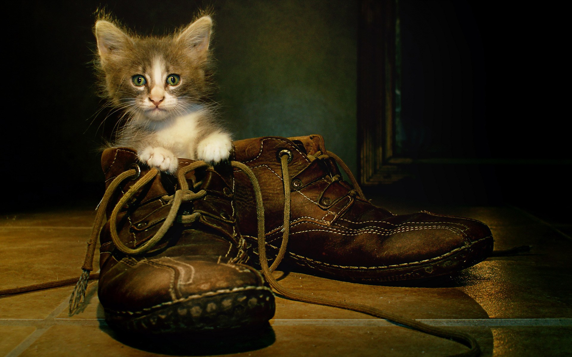 cute-cat-in-big-shoes-hd-wallpaper