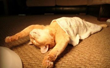 Gatti che dormono in posizioni impossibili