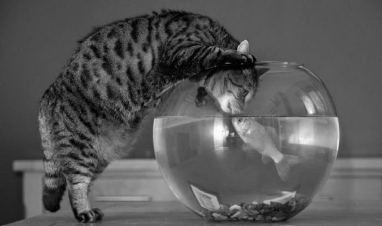 Quant’è bella la boccia dei pesci
