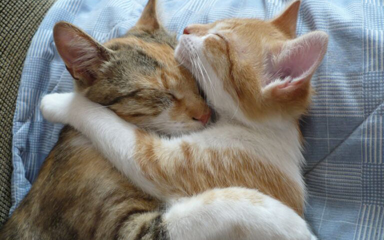 Gatti che si abbracciano