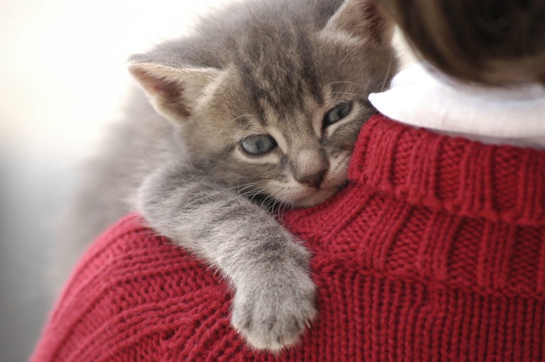 I gatti sono gelosissimi