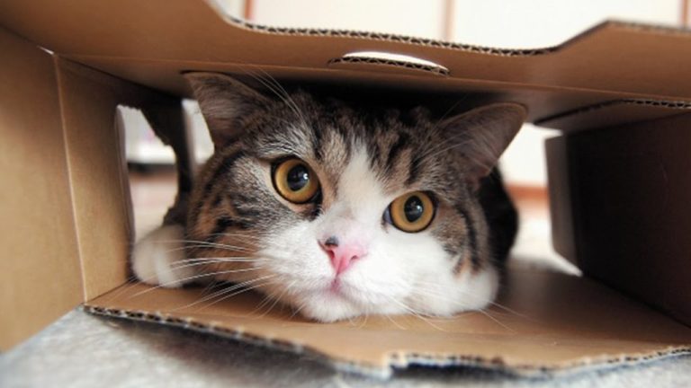Maru, il gatto superstar di YouTube