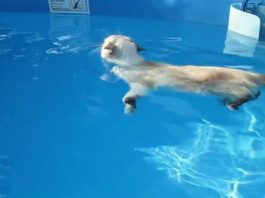 Gatto Sasha nuota in piscina