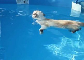 Gatto Sasha nuota in piscina