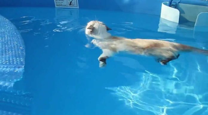 Gatto Sasha nuota in piscina