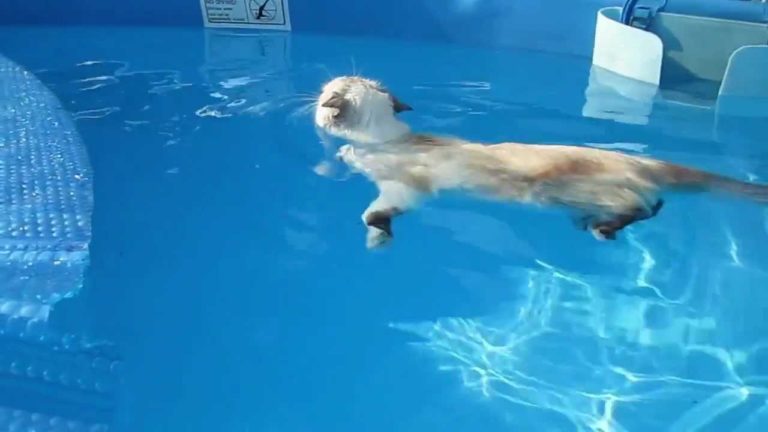 Gatto Sasha nuota in piscina