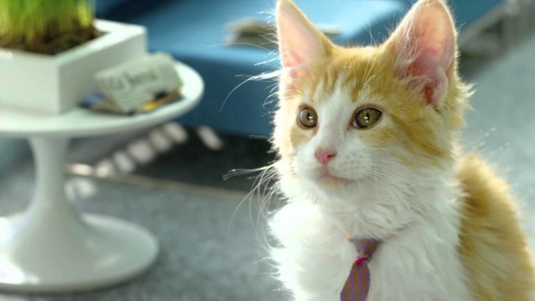 Lo spot con protagonisti i micini