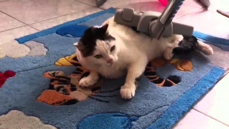 Un metodo alternativo per spazzolare il gatto