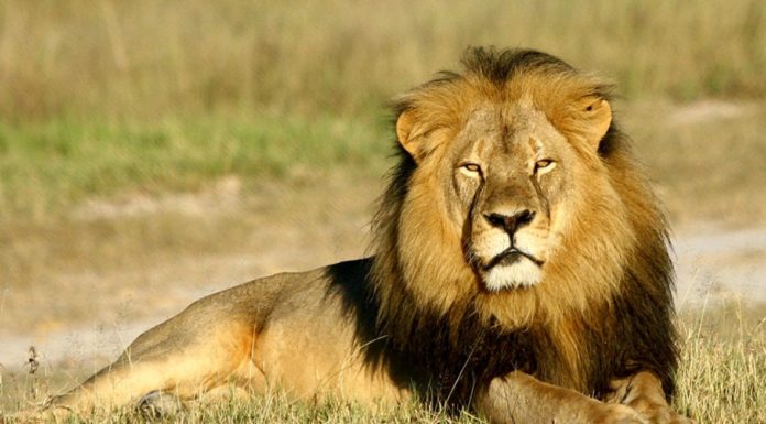 cecil the lion