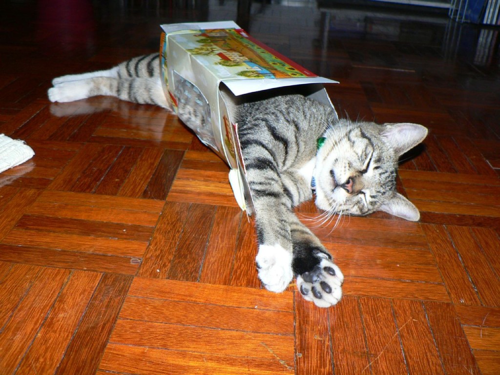 Cat-Box-Nap