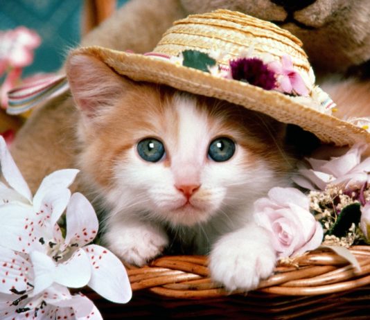 10 gatti col cappello