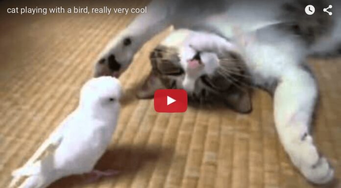 Gatto gioco pappagallino