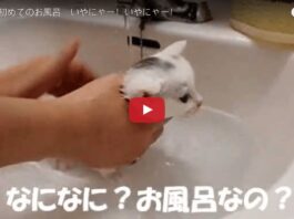 L'ora del bagnetto per questo gattino