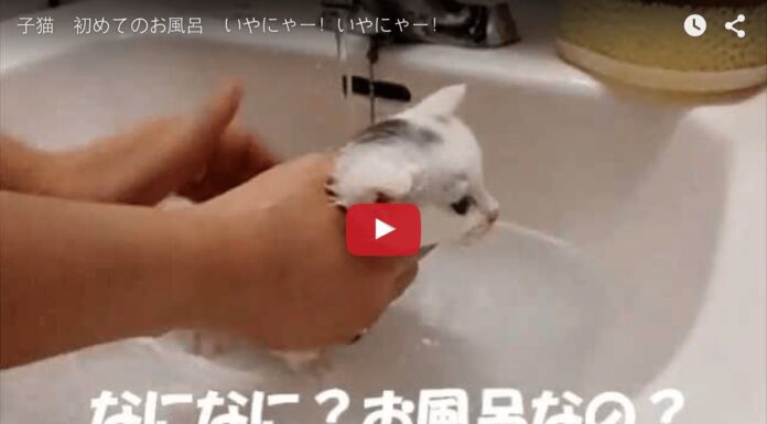 L'ora del bagnetto per questo gattino
