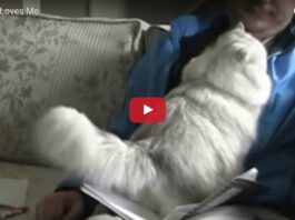 gatto miglior collega