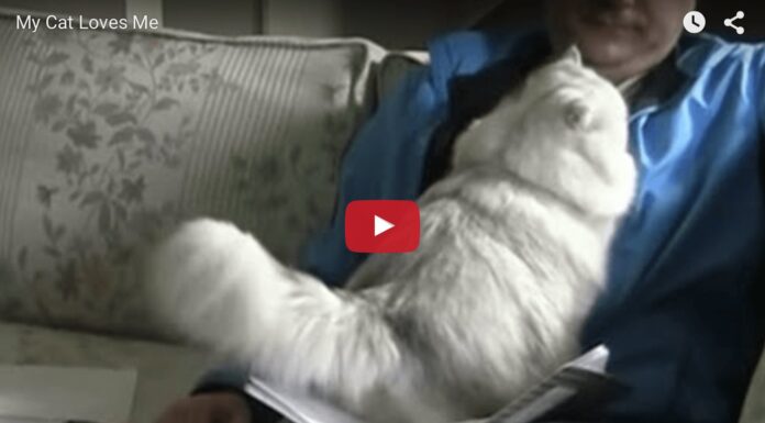 gatto miglior collega