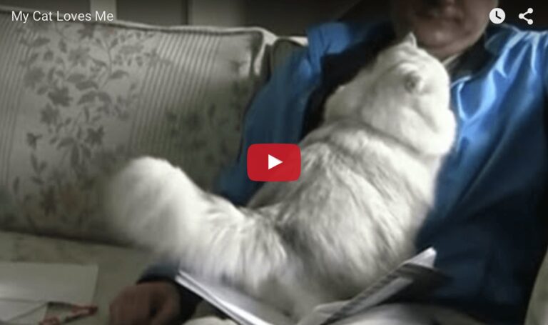 gatto miglior collega