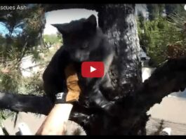 gattino su un albero salvato