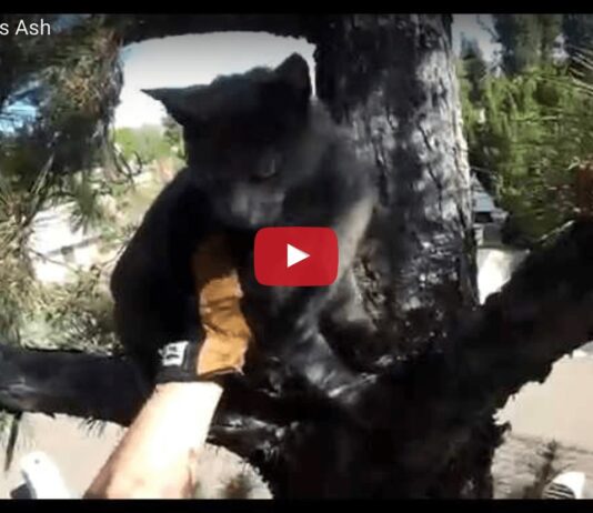 gattino su un albero salvato