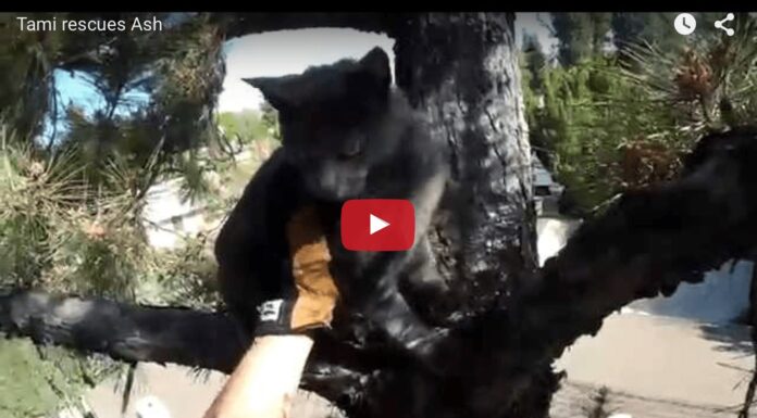 gattino su un albero salvato