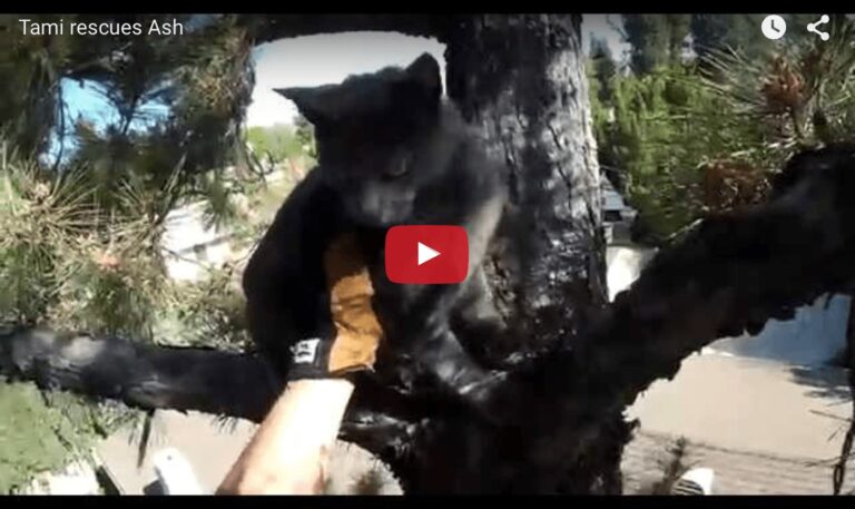 gattino su un albero salvato
