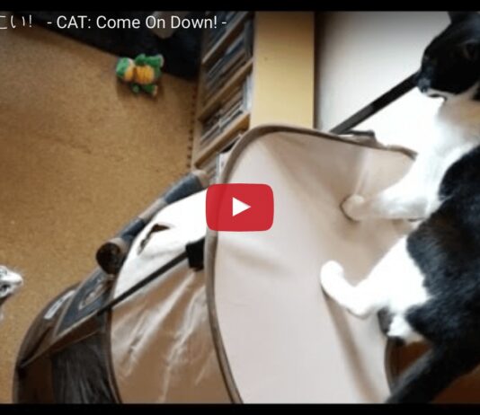 gatto non vuole scendere