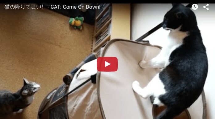gatto non vuole scendere