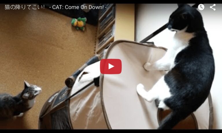 gatto non vuole scendere