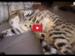 Gatto bengal felice per il ritorno dei suoi umani