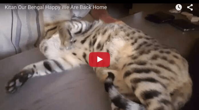 Gatto bengal felice per il ritorno dei suoi umani