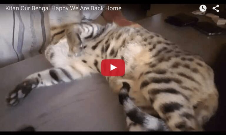 Gatto bengal felice per il ritorno dei suoi umani