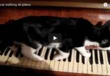 gatto su pianoforte