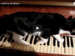 Passeggiatina sul pianoforte gatto su pianoforte