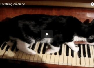 gatto su pianoforte